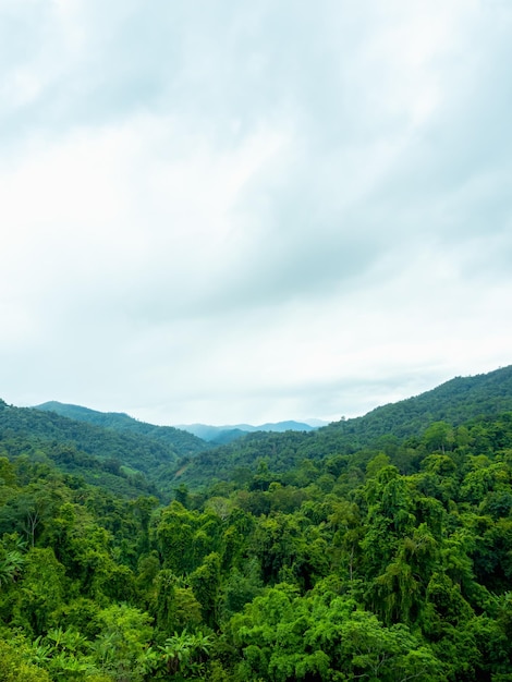 Paysage de forêt tropicale luxuriante pleine d'arbres matures et de montagnes complexes et de brouillard pendant la saison des pluies avec un ciel et des nuages aux tons frais Fond de paysage d'environnement vert incroyable vertical