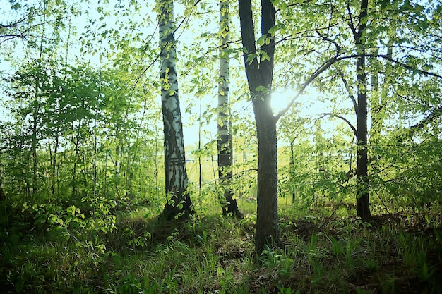 paysage de forêt verte de printemps, vue abstraite dans le fourré de la forêt