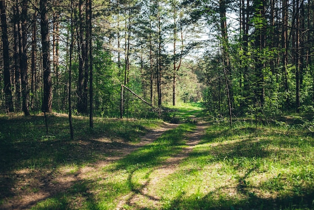 Paysage de forêt verte.