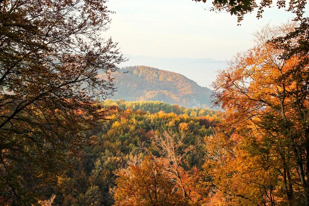 Photo paysage avec forêt