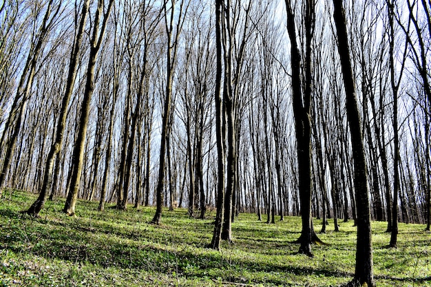 Paysage de forêt