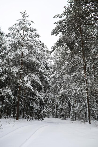 Paysage givré enneigé d'hiver La forêt est couverte de neige Givre et brouillard dans le parc