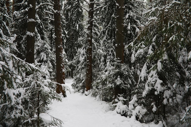 Paysage givré enneigé d'hiver La forêt est couverte de neige Givre et brouillard dans le parc