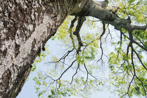 Photo paysage, grand arbre dans la forêt