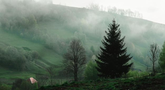 Paysage de grandes montagnes au printemps dans la journée ensoleillée