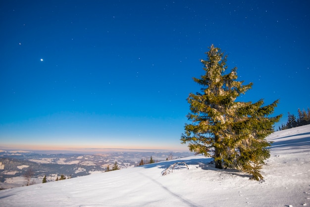 paysage avec de grands sapins poussant parmi les congères blanches