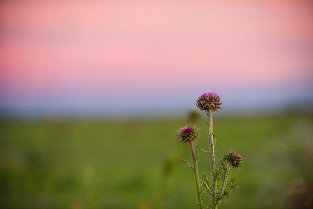 Paysage d'herbe de la pampa La Pampa Argentine