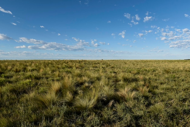 Paysage d'herbe de pampa La province de Pampa Patagonie Argentine