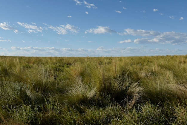 Paysage d'herbe de pampa La province de Pampa Patagonie Argentine