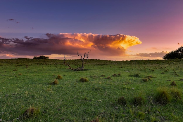 Paysage d'herbe de pampa La province de Pampa Patagonie Argentine