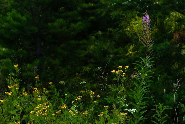 Paysage - herbe de prairie sauvage et fleurs sur fond de forêt floue