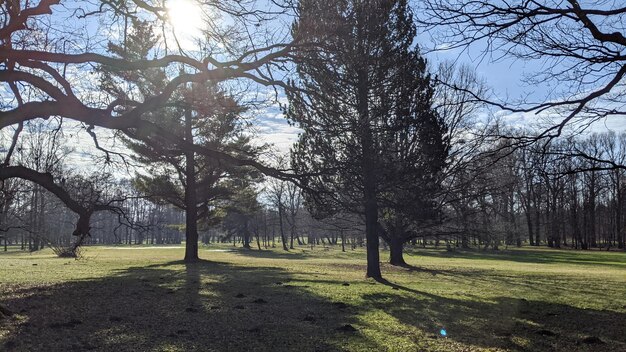 paysage avec de l'herbe verte et des arbres dans le parc de la ville sous le ciel bleu