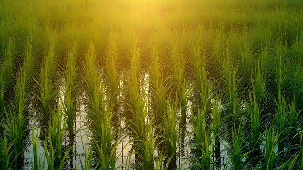 Le paysage de l'herbe verte du champ de riz au coucher du soleil