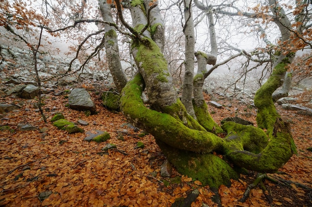 Photo paysage de hêtre avec des branches, des pierres, des rochers et des arbres de manière magique. forêt enchantée. espagne.