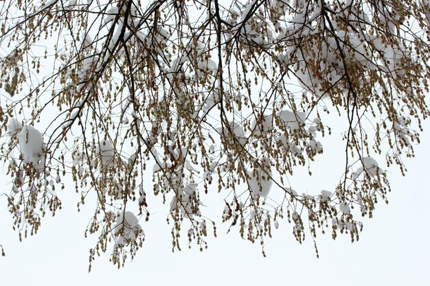 Paysage d'hiver arbre