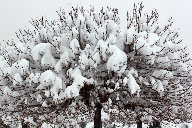 Paysage d'hiver arbre