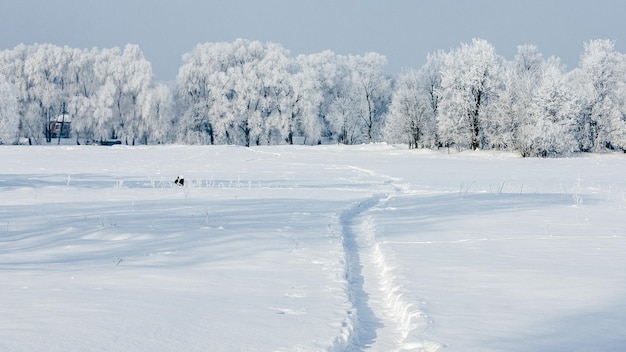 Paysage d'hiver Arbres et buissons couverts de neige Le chemin dans la neige givre sur les arbres Voeux de Noël Nouvel An