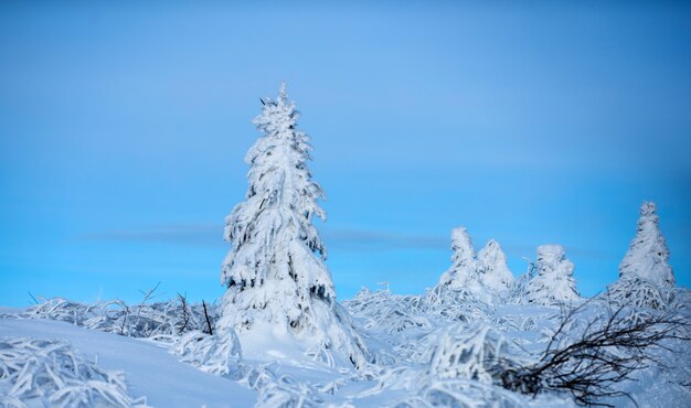 Paysage d'hiver avec des arbres couverts de givre de neige. Nature hivernale.