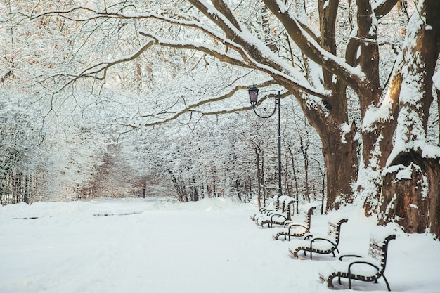 Paysage d'hiver, arbres couverts de neige et bancs dans le parc