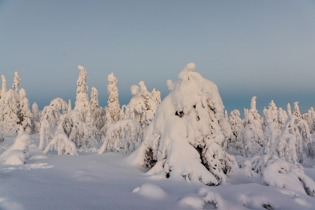 Paysage d&#39;hiver avec des arbres couverts de neige dans la forêt d&#39;hiver.