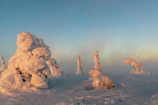 Paysage d'hiver avec des arbres couverts de neige dans la forêt d'hiver.