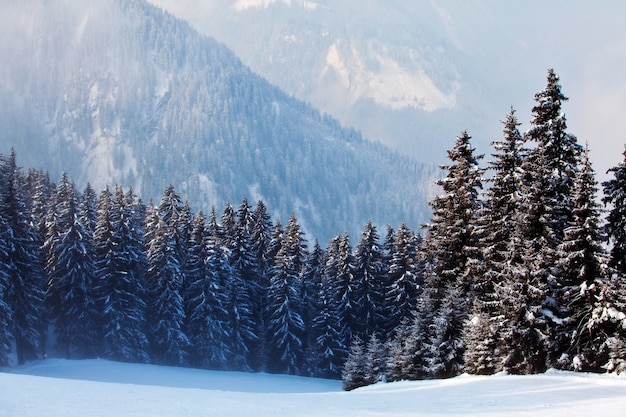 Paysage d'hiver avec des arbres couverts de neige avec vue sur les montagnes à Mayrhofen, Autriche