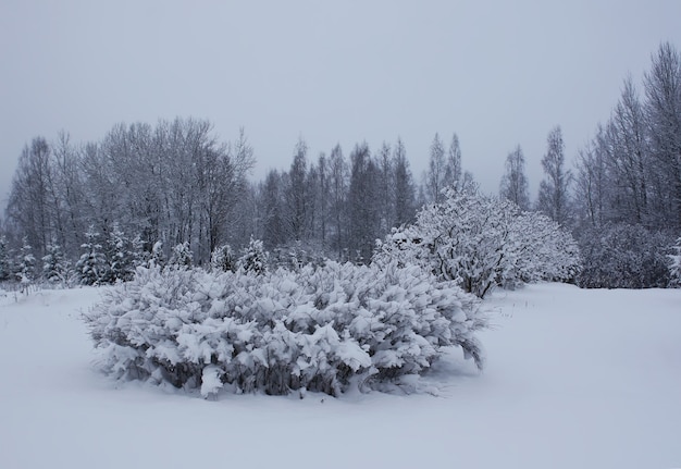 Paysage d'hiver avec des arbres couverts de neige.