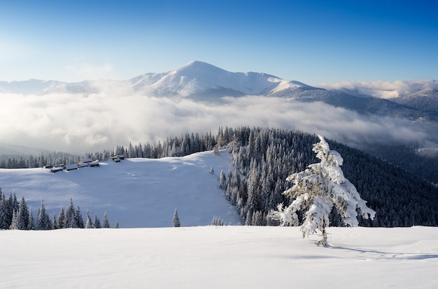 Paysage d'hiver avec des arbres couverts de neige