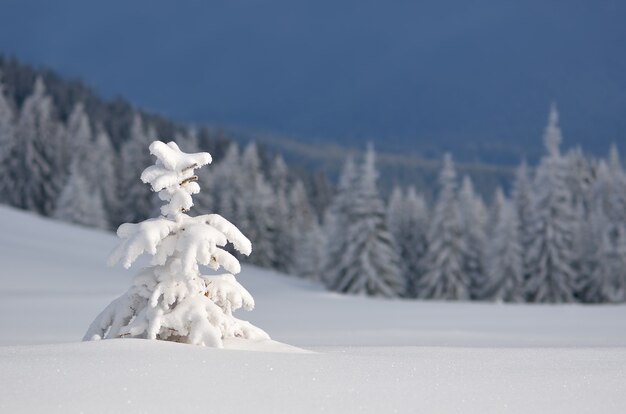 Paysage d'hiver avec des arbres couverts de neige