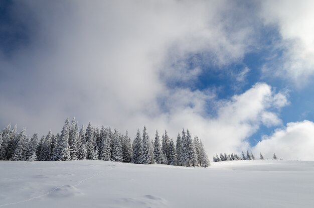 Paysage d'hiver avec des arbres couverts de neige