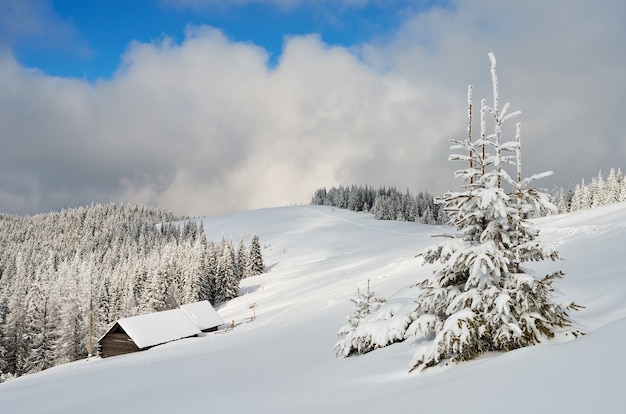 Paysage d'hiver avec des arbres couverts de neige