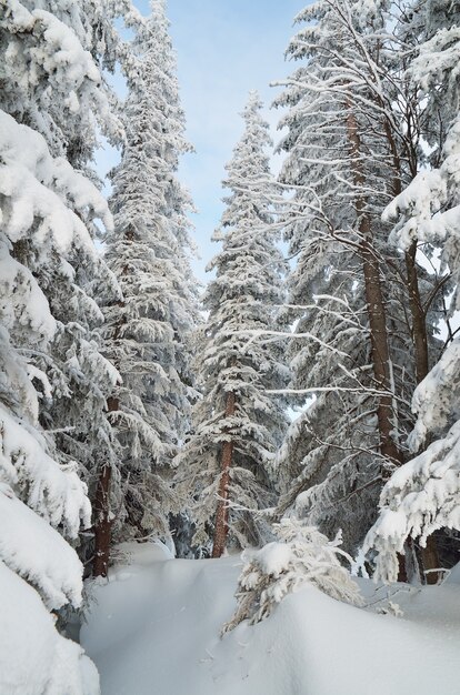 Paysage d'hiver avec des arbres couverts de neige