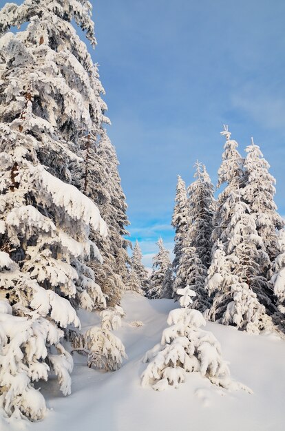 Paysage d'hiver avec des arbres couverts de neige