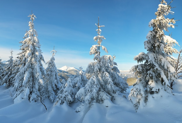 Paysage d'hiver avec des arbres couverts de neige