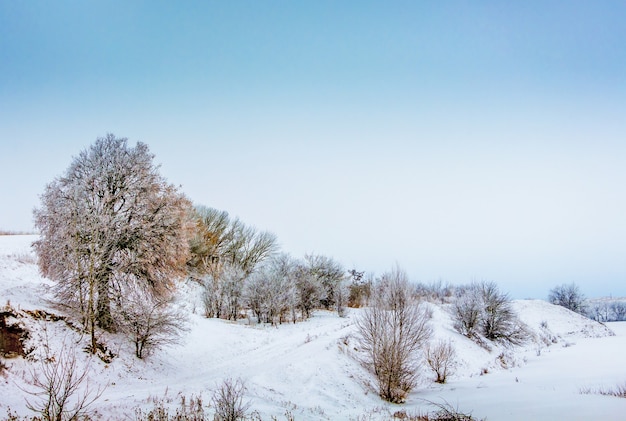 Paysage d'hiver avec des arbres enneigés et un ciel bleu sans nuages