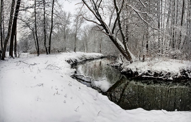 Paysage d'hiver avec des arbres enneigés et un ciel ensoleillé jaune