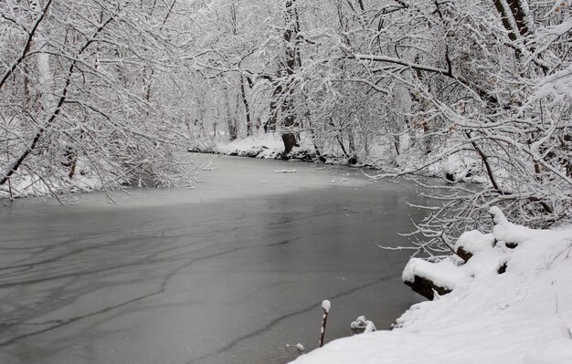 Paysage d'hiver Arbres enneigés dans le parc Kuzminki à Moscou