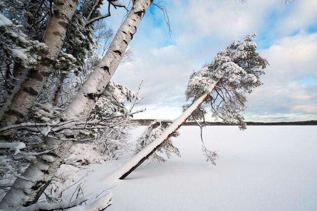 Paysage d'hiver avec des arbres enneigés sur la rive d'un lac gelé.