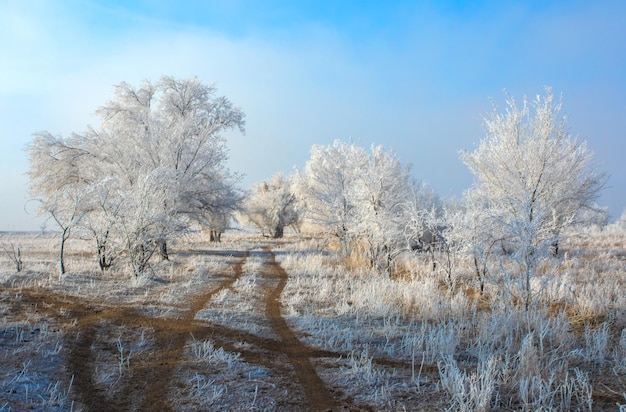 Paysage d'hiver. arbres en gelée blanche