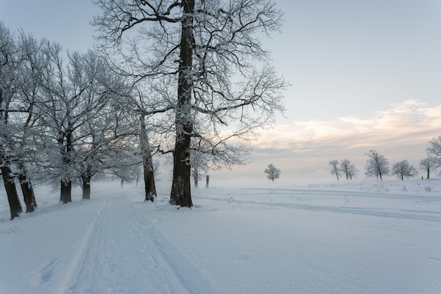 Paysage d'hiver, arbres gelés, vue enneigée, bel hiver