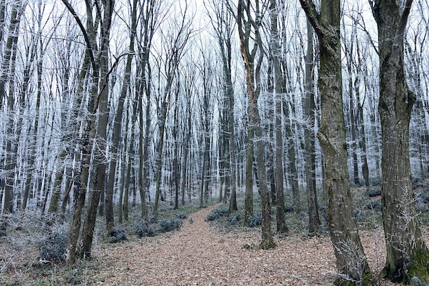 Paysage D'hiver. Arbres En Givre. Chemin Forestier D'hiver. Saison Froide.