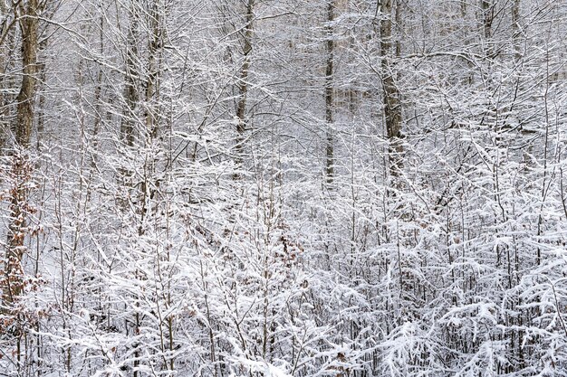 Paysage d'hiver. Arbres givrés dans la forêt de feuillus sous la neige