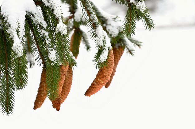 Paysage d'hiver arbres givrés dans la forêt Nature couverte de neige Beau fond naturel saisonnier