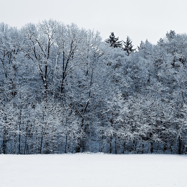 Paysage d'hiver arbres givrés Nature avec neige Beau fond naturel saisonnier