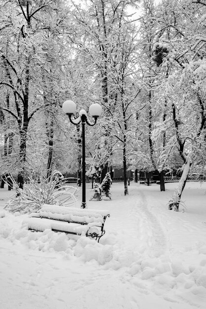 Paysage d'hiver avec des arbres et de la neige dans le parc de la ville. Les arbres sont cov