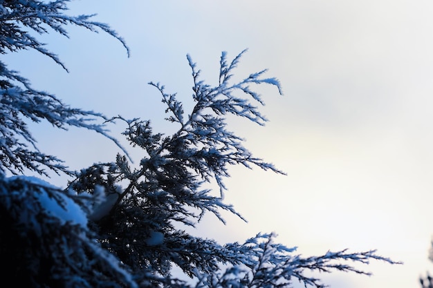 Paysage d'hiver Arbres et plantes recouverts de neige La beauté des sentiers enneigés Neige et refroidissement dans les zones touristiques