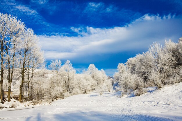 Paysage d'hiver - arbres près de la rivière et ciel bleu