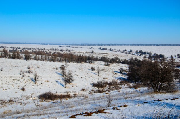 Paysage d&#39;hiver avec des arbres