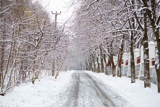 Paysage d'hiver et arbres