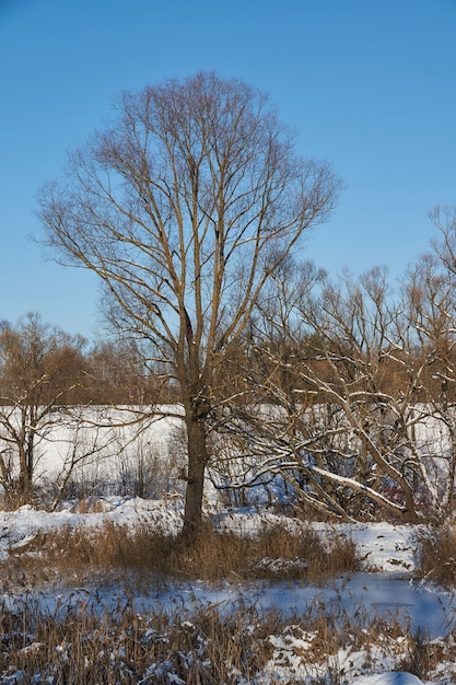 Paysage d'hiver au bord du lac à la périphérie de la ville.